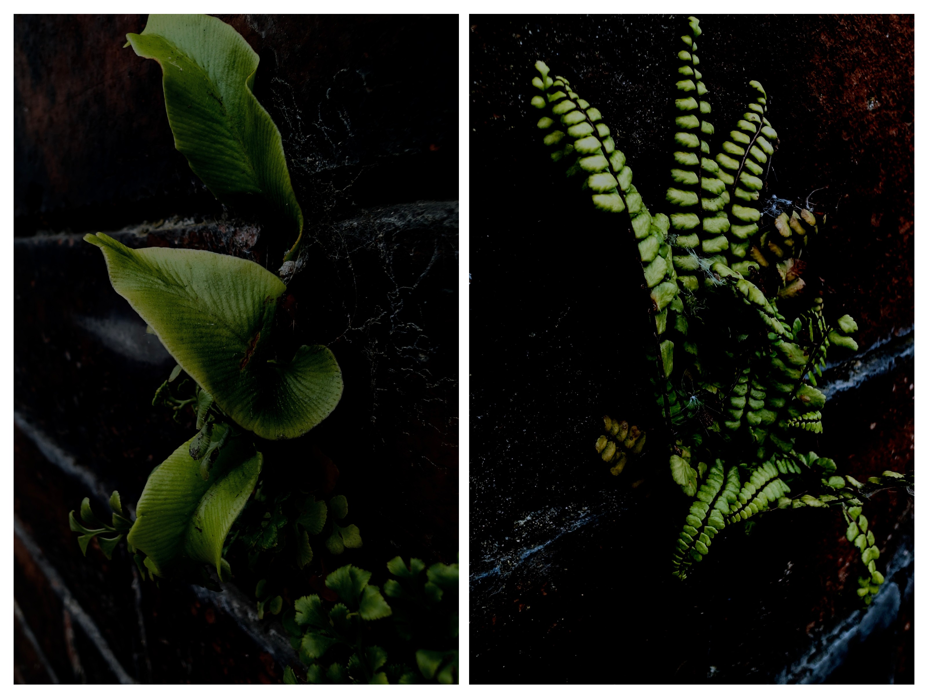images of ferns growing on a wall. Harts Tongue (left) Maidens Hair (Right)